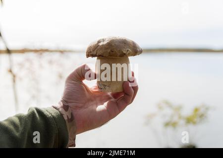 Jagd auf Steinpilze im Wald Stockfoto