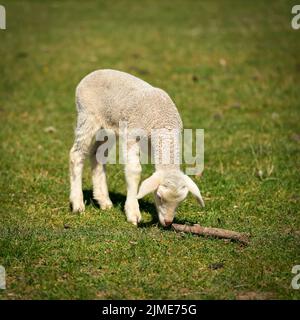 Alleinneugeborenes neugieriges Lamm auf einer Wiese im Herrenkrugpark in Magdeburg in Deutschland Stockfoto