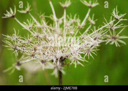 Getrocknete Queen Anne Lace Stockfoto