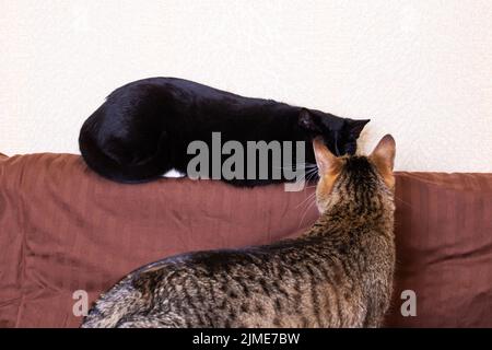 Zwei Katzen, die aus nächster Nähe auf der Couch spielen Stockfoto
