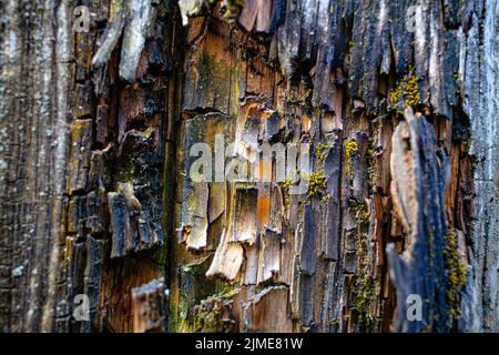 Es ist die Textur von altem geknacktem Holz Nahaufnahme. Holzbehandlungsschutz gegen Alterung und Termiten. Stockfoto