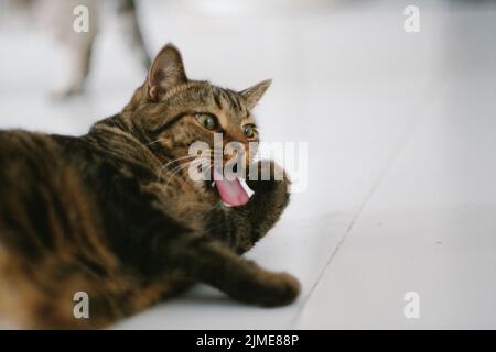Eine Nahaufnahme einer niedlichen Tabby-Katze, die auf einem weißen Boden liegt und ihre Pfote leckt Stockfoto