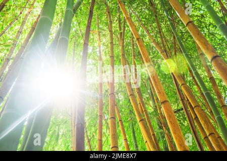 Bambus grünen Wald und Dickicht mit dem hellen Licht hell blendet Sonnenstrahl der Sonnenstrahlen, Blick auf die Spitze, Öko-Textur Stockfoto