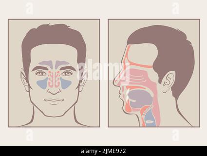 Anatomie von Nase und Rachen Stockfoto