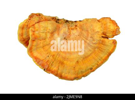 Schwefel Schelfpilz, Laetiporus sulfureus, oder Huhn der Hölzer isoliert auf weiß. Stockfoto