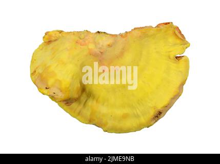 Schwefel Schelfpilz, Laetiporus sulfureus, oder Huhn der Hölzer isoliert auf weiß. Stockfoto
