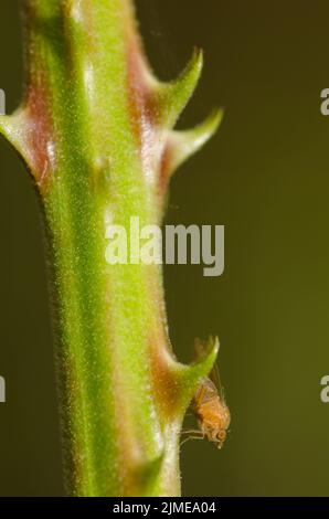 Die Fruchtfliege auf einem stacheligen Stamm der Elmblatt-Brombeere Rubus ulmifolius, der vom Wind bewegt wird. Azuaje Schlucht. Firgas. Gran Canaria. Kanarische Inseln. Spanien. Stockfoto