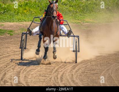 Ein Pferd läuft an einem Sommertag in Harness Stockfoto