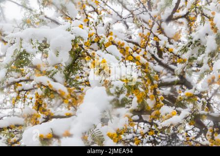 Zweig des Vachellia-Höhlenstrauch mit gelben, schneebedeckten Blüten Stockfoto