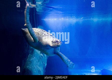 Freitag schwimmt die Grüne Schildkröte im National Marine Aquarium (NMA) in Plymouth an einem neu montierten Käfig im größten und tiefsten Tank Großbritanniens vorbei. Die Ausstellung für den Atlantischen Ozean ermöglicht es den Menschen, die Unterwasserwelt in einem Tank mit 2,5 Millionen Litern Wasser aus nächster Nähe zu betrachten. Bilddatum: Freitag, 5. August 2022. Stockfoto