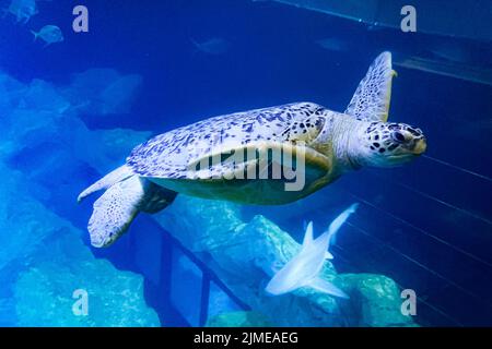 Freitag schwimmt die Grüne Schildkröte im National Marine Aquarium (NMA) in Plymouth an einem neu montierten Käfig im größten und tiefsten Tank Großbritanniens vorbei. Die Ausstellung für den Atlantischen Ozean ermöglicht es den Menschen, die Unterwasserwelt in einem Tank mit 2,5 Millionen Litern Wasser aus nächster Nähe zu betrachten. Bilddatum: Freitag, 5. August 2022. Stockfoto