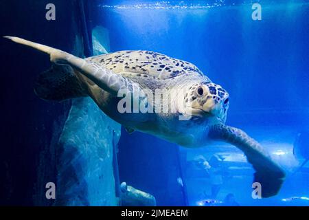 Freitag schwimmt die Grüne Schildkröte im National Marine Aquarium (NMA) in Plymouth an einem neu montierten Käfig im größten und tiefsten Tank Großbritanniens vorbei. Die Ausstellung für den Atlantischen Ozean ermöglicht es den Menschen, die Unterwasserwelt in einem Tank mit 2,5 Millionen Litern Wasser aus nächster Nähe zu betrachten. Bilddatum: Freitag, 5. August 2022. Stockfoto