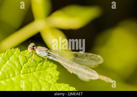 Eine Libelle sitzt auf einem grünen Blatt. Eine Libelle sitzt auf einem grünen Feldblatt und sonnt sich in der frühlingshaften Morgensonne. Stockfoto