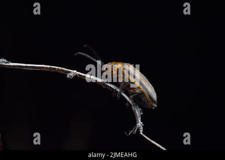 Nahaufnahme eines nicht identifizierten kleinen schwarzen und gelben Käfers, der auf getrockneten Reben kriecht. Stockfoto