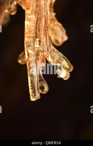 Nahaufnahme eines transparenten gehärteten pflanzensaftes, der aus der Baumrinde hängt. Stockfoto