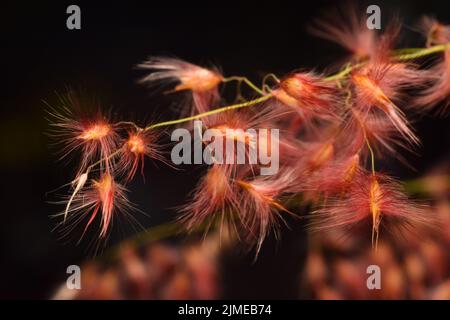 Nahaufnahme von Radix-Grassamen. Melinis repens. Stockfoto