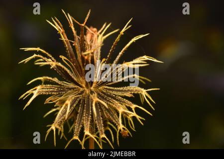 Nahaufnahme von getrockneten Samen von Bettwaren. Stockfoto