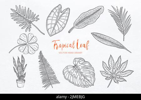 Tropical Leaf Set Kollektion mit handgezeichneter Skizzenvektorillustration Stockfoto