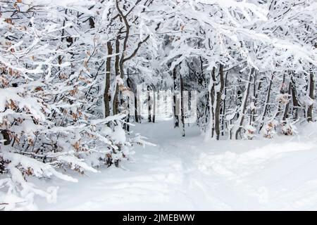 Schneebedeckte Äste und ein Pfad unter den Bäumen. Schöner schneeweißer Winter im Wald Stockfoto