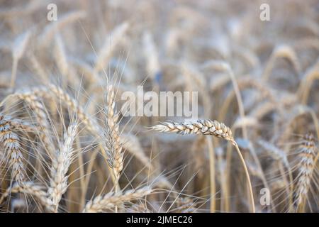 Reife Gerstenohren, bereit für die Ernte Feld von Gerste Stockfoto