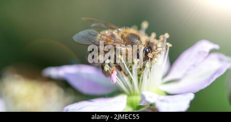 Die Biene sammelt Nektar auf Brombeerblüten. Stockfoto