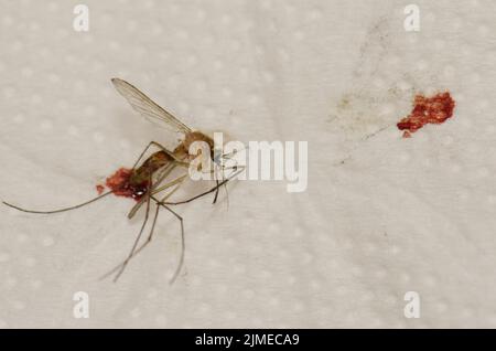 Zerquetschte Hausmücke Culex pipiens nach der Fütterung mit dem Blut einer Person. Las Palmas de Gran Canaria. Gran Canaria. Kanarische Inseln. Spanien. Stockfoto