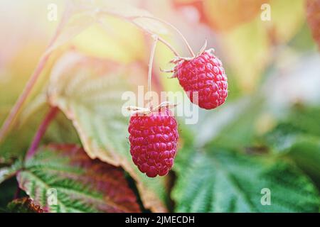 Zwei reife Himbeeren auf Busch im sonnigen Herbstwald, aus der Nähe Stockfoto