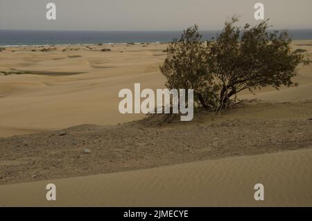 Baum Tamarix canariensis in den Dünen von Maspalomas. Reserve der Maspalomas Dünen. San Bartolome de Tirajana. Gran Canaria. Kanarische Inseln. Spanien. Stockfoto