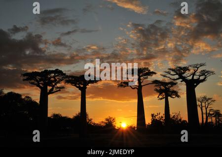 Die Silhouetten von Baobabs gegen den dunklen, bewölkten Sonnenuntergang mit in der Baobab Avenue, Madagaskar Stockfoto