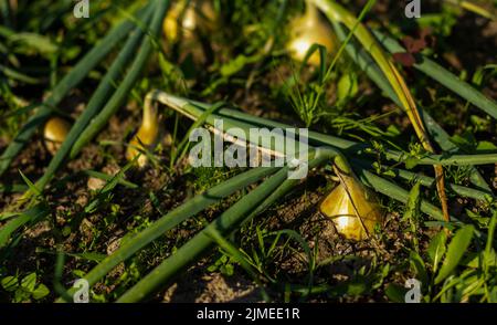 Zwiebeln werden im Boden auf persönlichen Parzellen angebaut. Zwiebelpflanzen wachsen auf dem Feld aus der Nähe Stockfoto