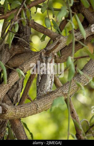 Eine afrikanische Scops-Eule verbringt den Tag in dichter Vegetation in der Nähe des Nestlochs, dessen Partner ihre Eier brütet. Stockfoto