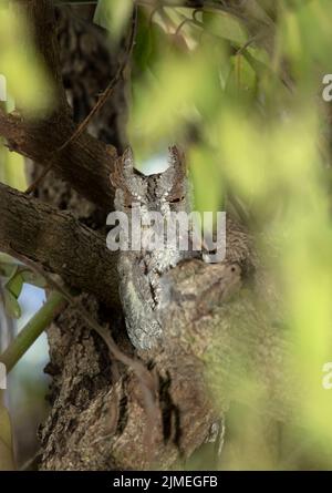 Eine afrikanische Scops-Eule verbringt den Tag in dichter Vegetation in der Nähe des Nestlochs, dessen Partner ihre Eier brütet. Stockfoto