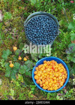 Moltebeeren, Heidelbeeren Stockfoto