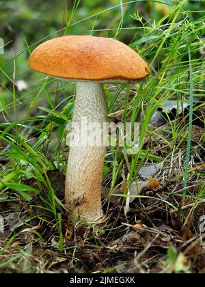 Leccinum quercinum, rotkappiger Kräuselstiel Stockfoto