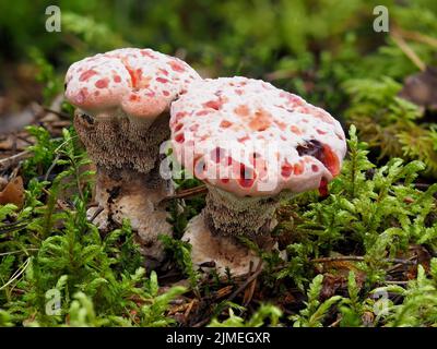 Blutender Zahnpilz, Hydnellum peckii Stockfoto