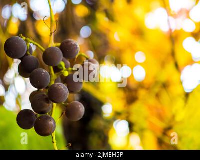 Selektiver Fokus auf die Beeren von reifen Trauben auf einem Hintergrund von vergilbenden Traubenblättern und Sonnenstrahlen an einem Herbsttag. Stockfoto