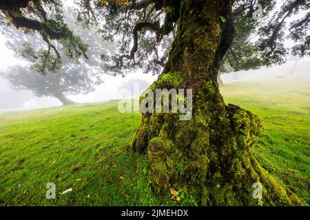 Der Laurisilva Wald Fanal, Madeira, Portugal, Europa Stockfoto