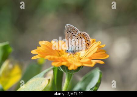 Männlicher blauer Schmetterling (Polyommatus icarus). Stockfoto