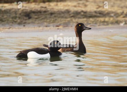 Tufted Duck (Aythya fuligula) Schwimmen auf einem See, Nordstrand Halbinsel, Deutschland, Europa Stockfoto