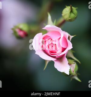 Rosa Rose Bonika im Garten. Perfekt für Grußkarten im Hintergrund zum Geburtstag, Valentinstag und Muttertag. Stockfoto