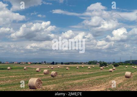 Heuballen in der toskanischen Landschaft in der Nähe von Bientina, Pisa, Italien Stockfoto