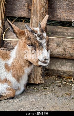 Westafrikanische Zwergziege (Capra aegagrus hircus). Stockfoto