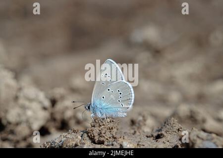 Männlicher mazariner blauer Schmetterling (Cyaniris semiargus) nimmt Mineralien aus nassem Boden auf. Stockfoto