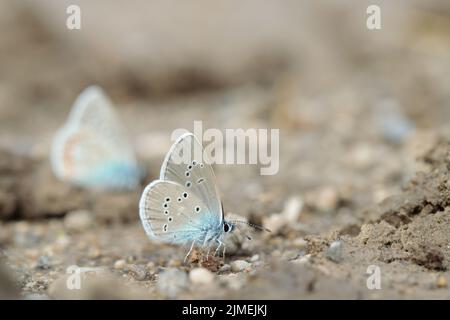 Männlicher mazariner blauer Schmetterling (Cyaniris semiargus) nimmt Mineralien aus nassem Boden auf. Stockfoto