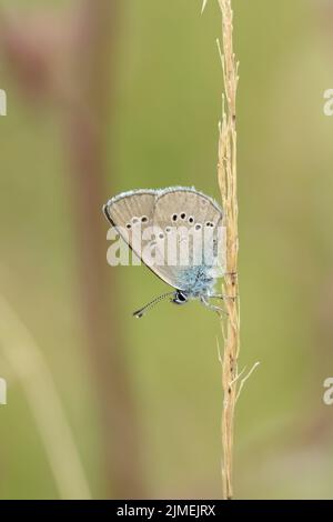 Blauer Mazariner Schmetterling (Cyaniris semiargus) auf einem Grashalm. Stockfoto