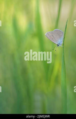 Blauer Mazariner Schmetterling (Cyaniris semiargus) auf einem Grashalm. Stockfoto