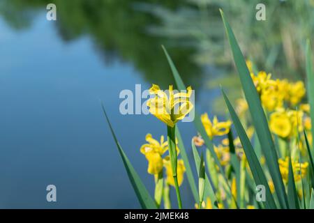 Gelbe Flagge Iris (Iris Pseudacorus) Stockfoto