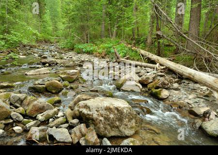 Ein stürmischer Gebirgsfluss, der sich um große Steine und Baumstämme gefallener Bäume beugt, fließt durch einen Sommerwald. Tevenek River (Third River), Altai, Si Stockfoto