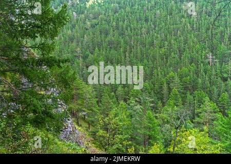 Taiga am Berghang. Stockfoto