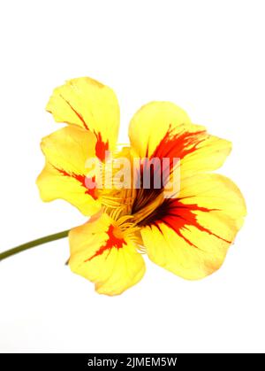 Rote und gelbe Blume des Gartens nasturtium Tropeolum majus isoliert auf weißem Hintergrund Stockfoto